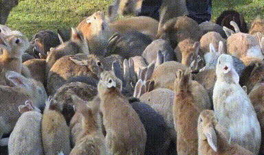a-group-of-many-different-colored-rabbits-jumping-over-each-other